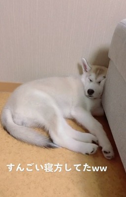 奇抜な寝方のきなこちゃん1