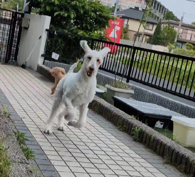 庭を走るのが日課!!