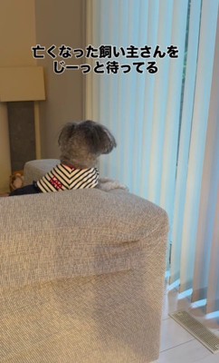 一時預かりのそらちゃん