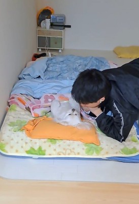 布団の上で仰向けになっている犬を隣で見つめる男の子