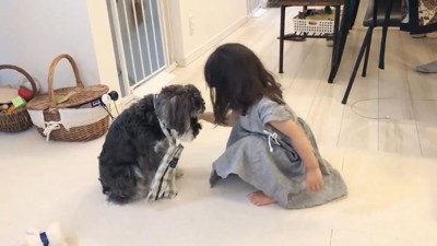 子どもにバッグをかけられた犬