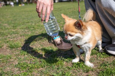 散歩中に水を飲む犬