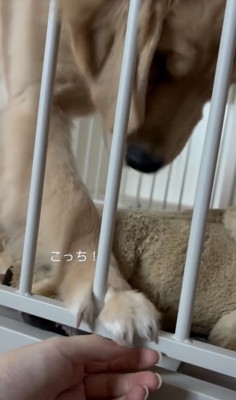 自分の手を出す!