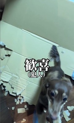 お留守番中にイタズラしたルクちゃん8