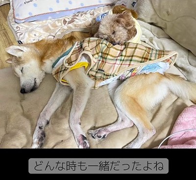一緒に眠る2匹