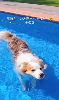 プールで遊ぶボーダーコリー