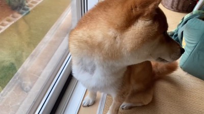 玄関の方をじーっ