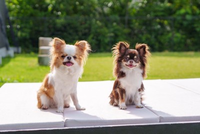 2匹のチワワ