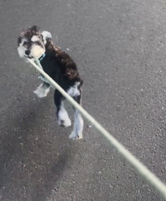 リードを引っ張る犬2