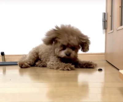 びっくりする犬