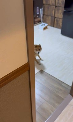 遊ぶ気満々のころ君