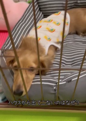 鼻の頭を隙間から出す犬