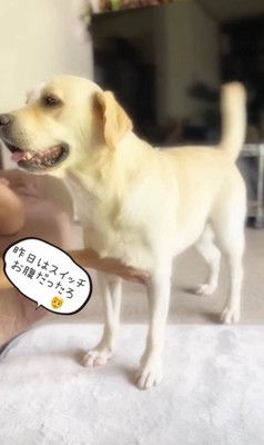 撫でられてスイッチが入るトニーくん7