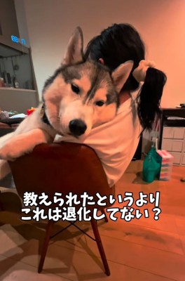 抱っこされる大型犬