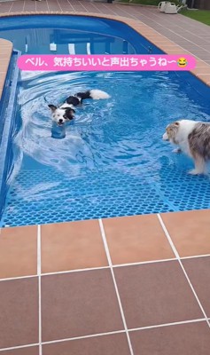 プールで遊ぶ二匹のボーダーコリー