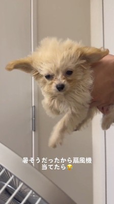空中で犬かきをする犬