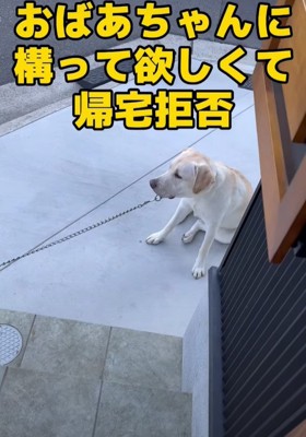 おばあちゃんに構って貰いたい犬