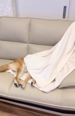 ソファで眠るしもんくん