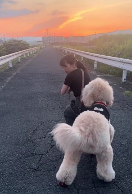 スタンダードプードルのお散歩