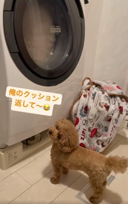 何度も飼い主さんを見るれおくん