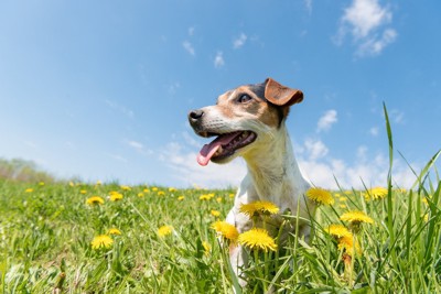 花畑の中の家族と犬