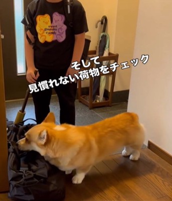 荷物を嗅ぐ犬