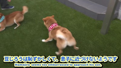 緊張気味の豆じろうちゃん