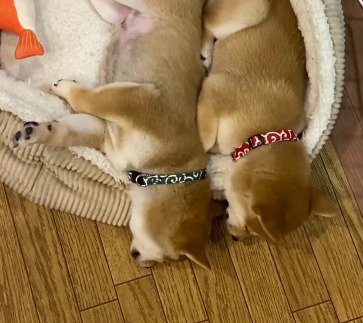 横に並んで眠る2頭の子犬