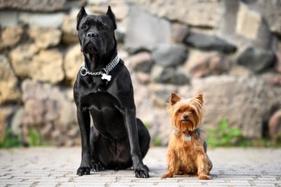 大型犬と小型犬