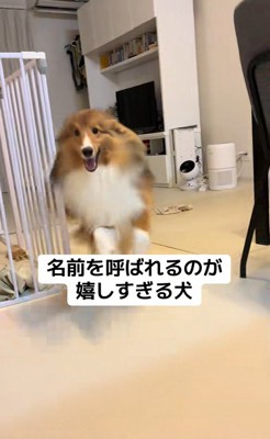 名前を呼ばれた時のリックくん3