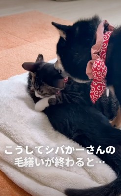 毛繕いされる子猫たち