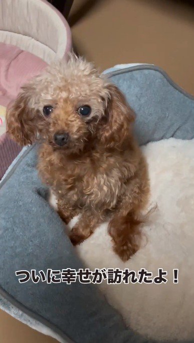 カメラを見つめる犬