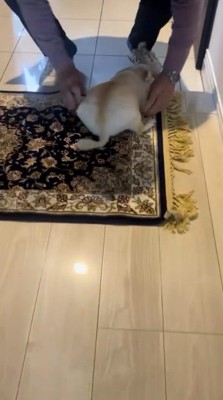 犬の前にしゃがむ男性