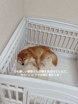 隅で固まる柴犬