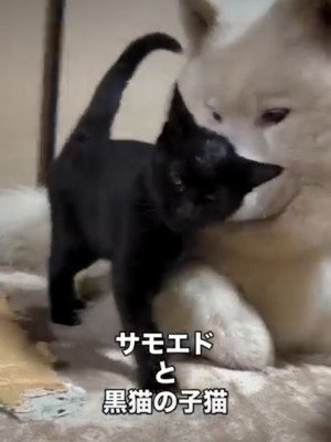 犬にくっつく猫4