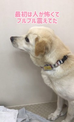 きなこちゃんの変化、もなかちゃんとの出会い