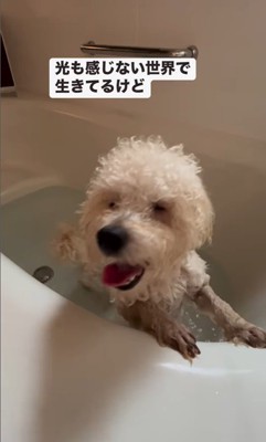 泳ぎにチャレンジするロコちゃん2