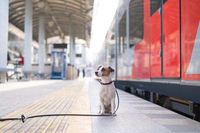 ホームに座っている犬