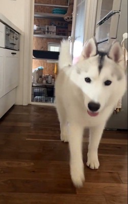 ハスキー3匹を呼んだ時の反応4