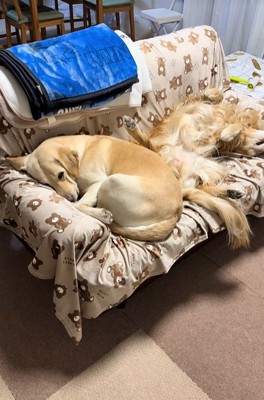 ソファーで眠る大型犬達