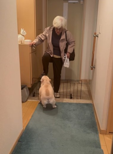 玄関先で女性を出迎えるフレンチブルドッグ