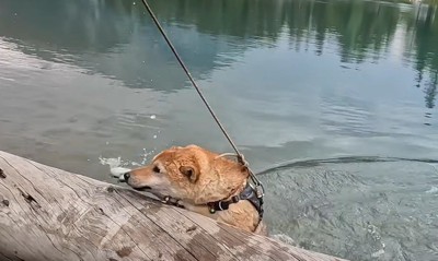 流木にしがみつく犬