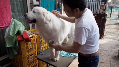 男性にブラッシングされる犬