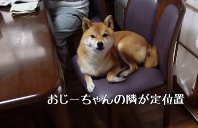 席に座る柴犬