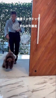 会場の中に駆け出す小型犬