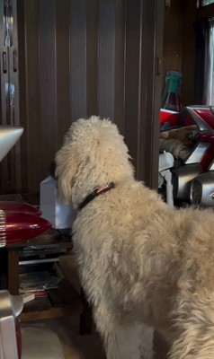 ルークくんをお散歩に誘った時の行動8