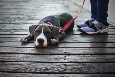散歩中に座り込む犬