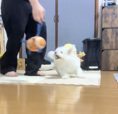 おもちゃを見上げる犬