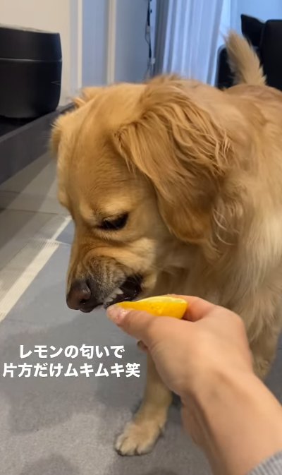 片側だけ歯をむく大型犬