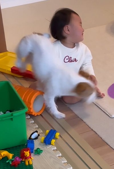 赤ちゃんを追う犬